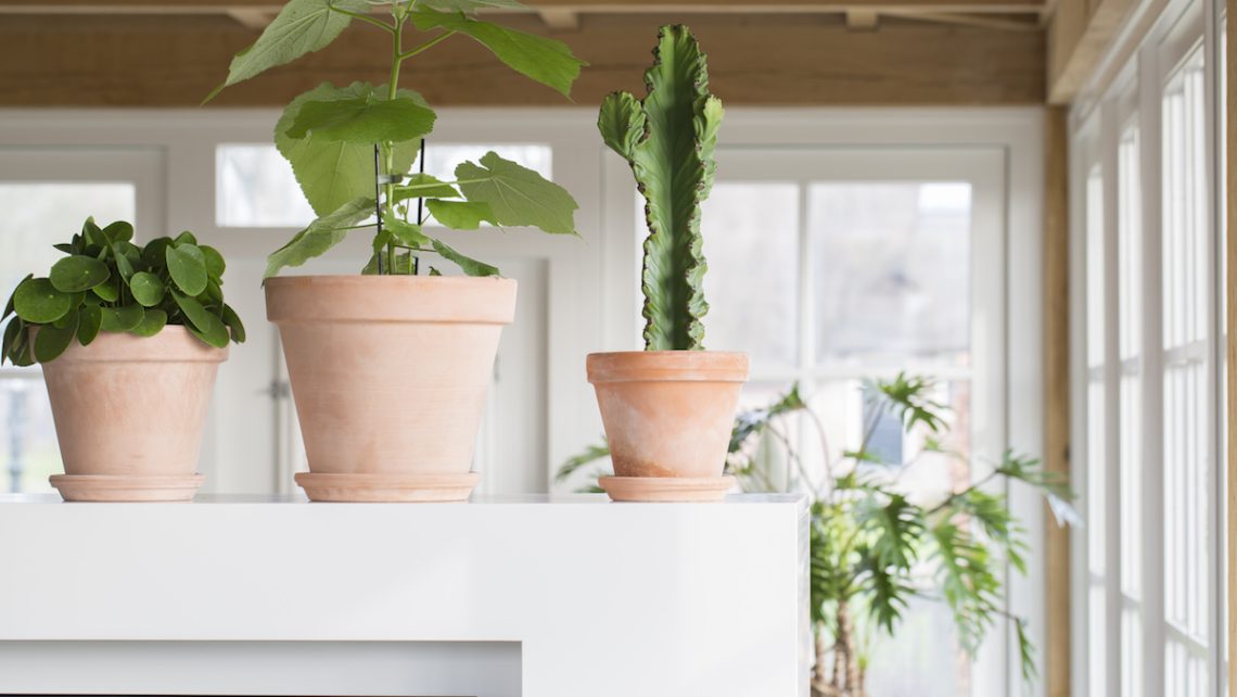 Groen in huis botanisch accent Buro Binnenkans