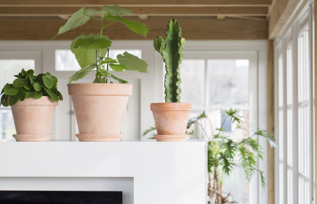 Groen in huis botanisch accent Buro Binnenkans